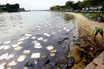 Oil spill in Singapore, Changi, major cleanup after oil spill in the north east coast of singapore, Oil spill Oil spill in Singapore, Changi, major cleanup after oil spill in the north east coast of singapore, Oil spill