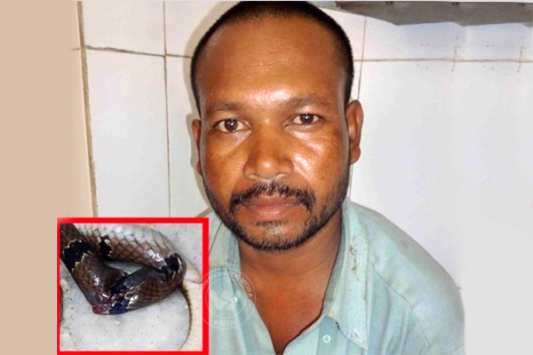 Indian man bites snake after being bitten, survives},{Indian man bites snake after being bitten, survives