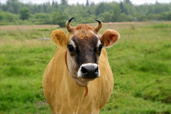 Believe it or not: Cow to write 'BOPEE' Exam},{Believe it or not: Cow to write 'BOPEE' Exam