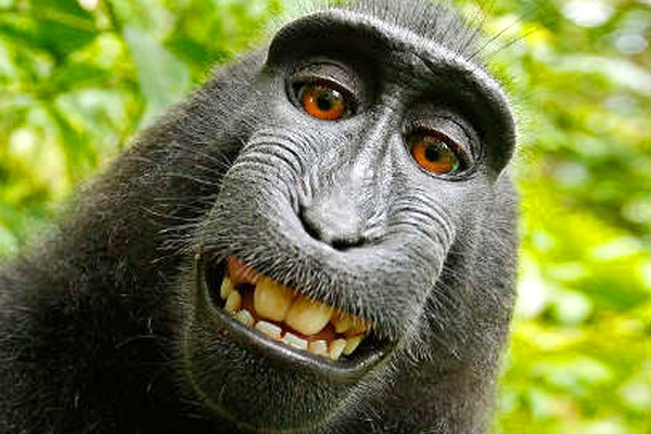 Why Wikipedia won't delete this monkey selfie?},{Why Wikipedia won't delete this monkey selfie?