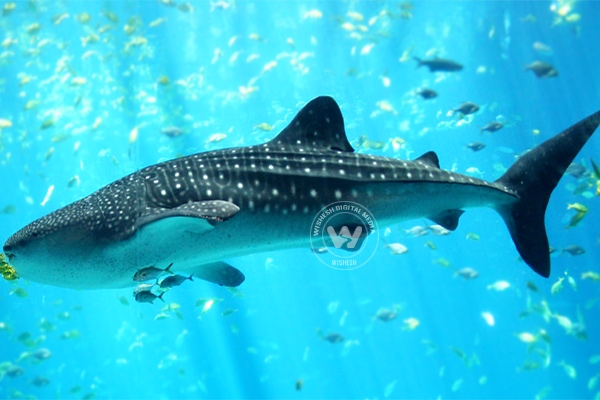China&rsquo;s factory openly slaughters whale sharks },{China&rsquo;s factory openly slaughters whale sharks 