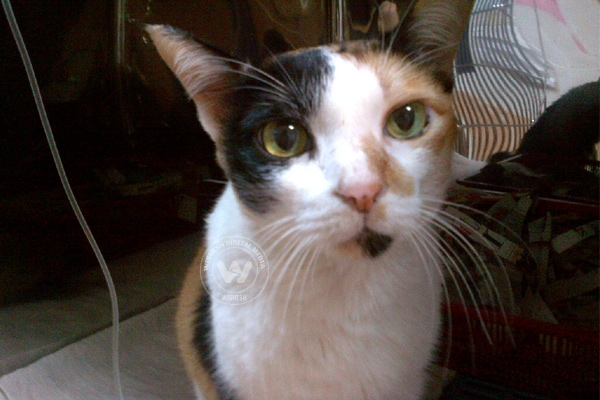 Cat gives warm welcome to owner},{Cat gives warm welcome to owner