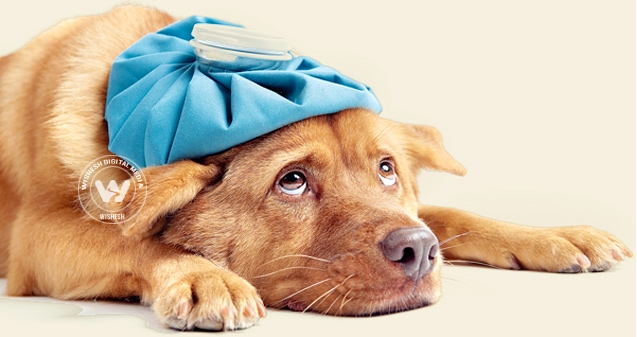 How to beat hangover this Christmas?},{How to beat hangover this Christmas?