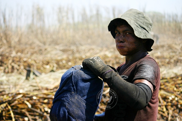 What is this mysterious kidney disease that is killing thousands in Central America?},{What is this mysterious kidney disease that is killing thousands in Central America?