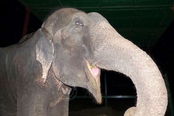 Elephant 'cries' on being rescued},{Elephant 'cries' on being rescued