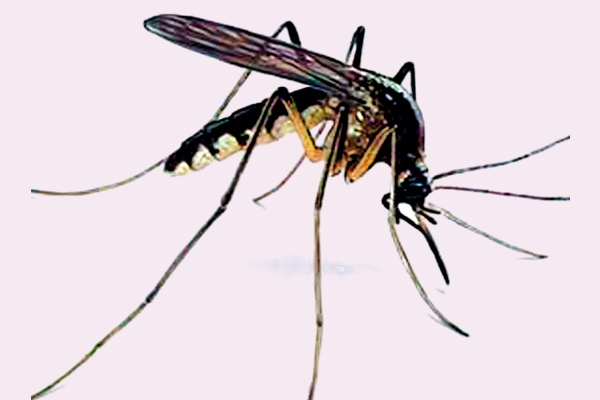This World Health Day 2014, say no to mosquitoes},{This World Health Day 2014, say no to mosquitoes