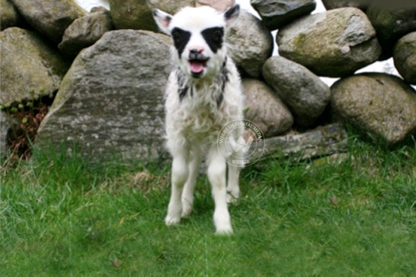 Batlamb born in Norway },{Batlamb born in Norway 