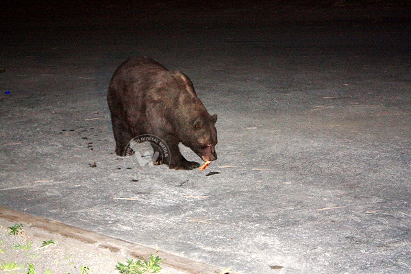 Pizza-loving bear steals food from fridge in midnight raids},{Pizza-loving bear steals food from fridge in midnight raids