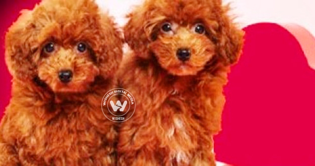 Pet Protection!},{Pet Protection!