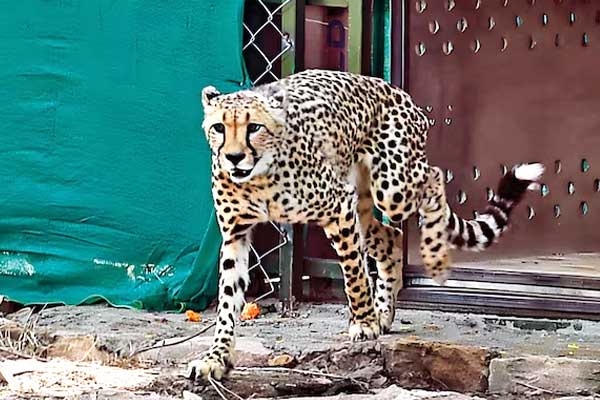 Tenth Cheetah Dies At Kuno National Park In Madhya Pradesh