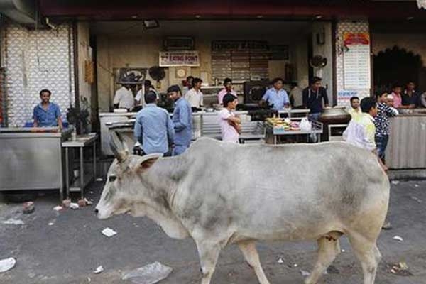 Mob Lynches Muslim Man in Rajasthan in Suspicion of Cow Smuggling