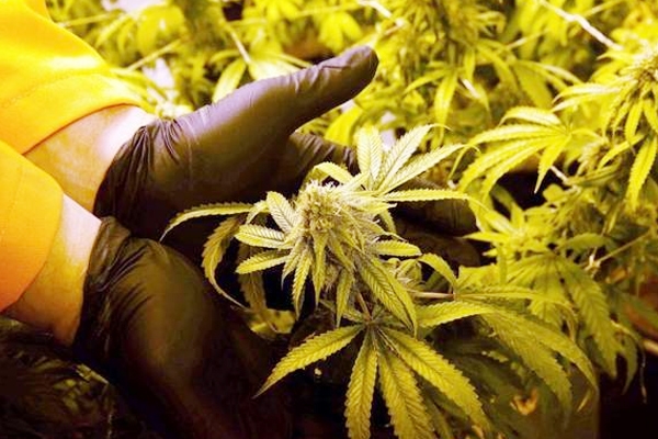 Medical amendment for marijuana has been approved in Florida!!