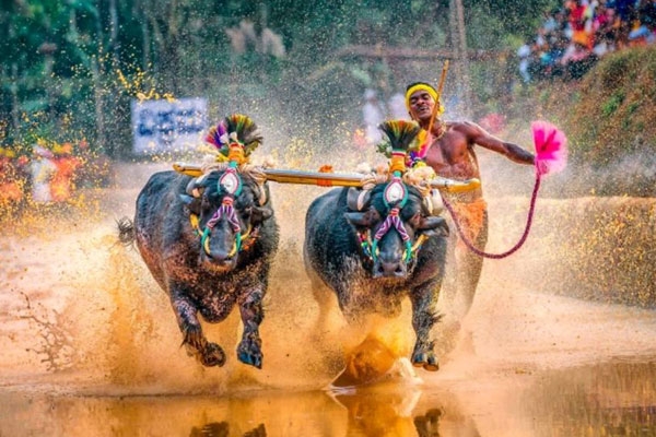 Another Kambala Racer beats Srinivasa Gowd’s Record