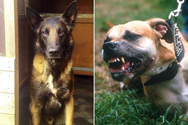 Four People Hospitalized After Being Attacked by Pit Bull in Arlington