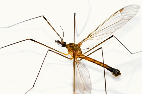 Quick cures for bug bites},{Quick cures for bug bites