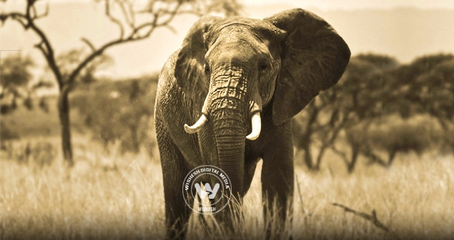 Crushed to death by wild elephant},{Crushed to death by wild elephant