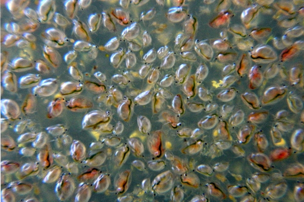 Water fleas to Space